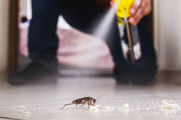 Best Affordable Pest Control Services  in Elmwood Place, OH